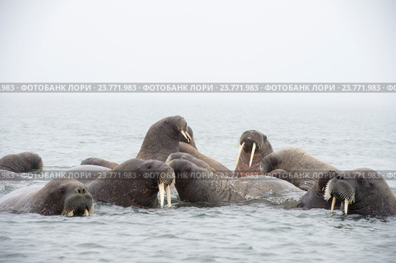 Моржи в воде. Стоковое фото, фотограф Vladimir / Фотобанк Лори
