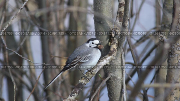 Motacilla alba. Белая трясогузка весной на ветке пучком шерсти в клюве, Ямало-Ненецкий автономный округ. Стоковое видео, видеограф Григорий Писоцкий / Фотобанк Лори
