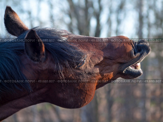 motion portrait of sniffing bay stallion. close up. Стоковое фото, агентство Ingram Publishing / Фотобанк Лори