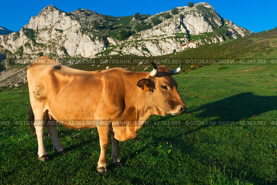 Mountain cow sits on a lawn in a national park at dawn. Стоковое фото, фотограф Татьяна Яцевич / Фотобанк Лори