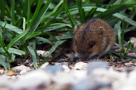 Mouse vole in the grass. Pest wild control. Rodents controls. Стоковое фото, фотограф Андрей Журавлев / Фотобанк Лори
