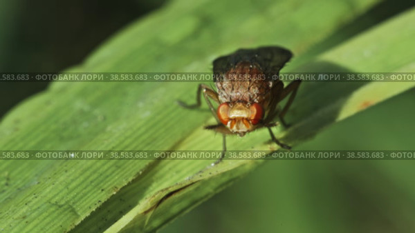 Муха Muscidae сидит на зеленой травинке и чистит лапками голову. Макросъемка. Стоковое видео, видеограф Mixail59 / Фотобанк Лори