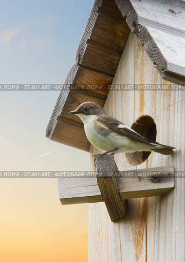 Мухоловка-пеструшка ( лат. Ficedula hypoleuca), (англ. Pied Flycatcher) Стоковое фото, фотограф Галина Савина / Фотобанк Лори