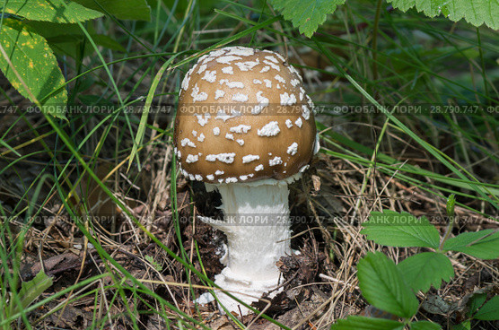 Мухомор. Fungus Amanita. Стоковое фото, фотограф Евгений Романов / Фотобанк Лори