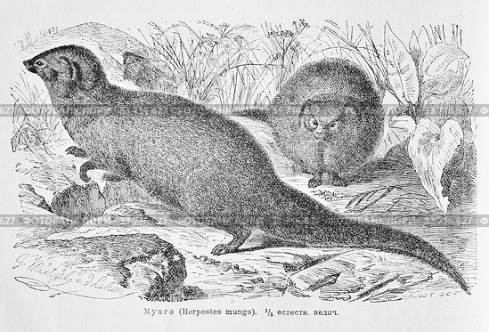 Мунго (Herpestes mungo) - рисунок из книги А. Брэма "Жизнь животных" 1896г. Стоковая иллюстрация, иллюстратор Вера Смолянинова / Фотобанк Лори