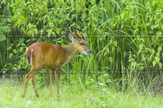 Muntiacus muntjak or fea’s barking deer or so called fea’s muntjac with flowers in backgound. Стоковое фото, агентство Ingram Publishing / Фотобанк Лори