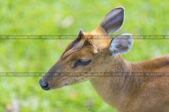 Muntiacus muntjak or fea’s barking deer or so called fea’s muntjac with flowers in background, Khao Yai National Park. Стоковое фото, агентство Ingram Publishing / Фотобанк Лори