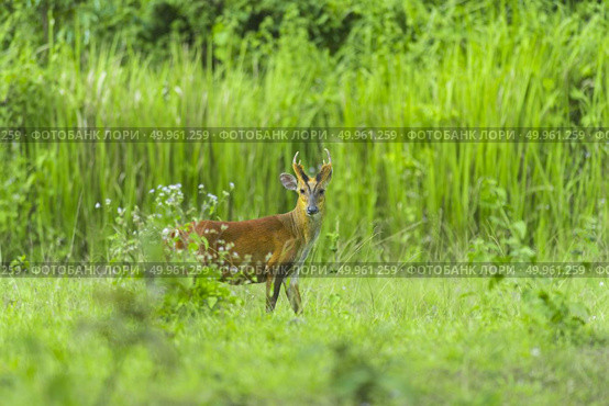 Muntiacus muntjak or fea’s barking deer or so called fea’s muntjac with flowers in background, Khao Yai National Park. Стоковое фото, агентство Ingram Publishing / Фотобанк Лори