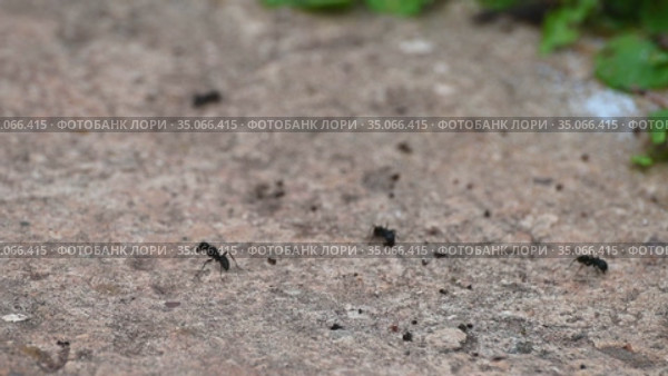 Муравей очищает себя от загрязнения. The ant quickly moves its forelimbs and seems to be washing itself. Стоковое видео, видеограф Владимир Литвинов / Фотобанк Лори