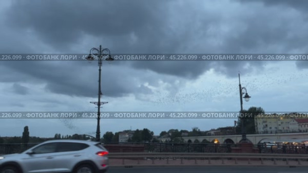 Мурмура́ция (от лат. murmuratio — «бормотание, жужжание, карканье») — явление скоординированного полёта огромных стай птиц (скворцов, галок, ворон и т. д.), образующих динамические объёмные фигуры переменной плотности. (2023 год). Редакционное видео, видеограф Александр Рыбалка / Фотобанк Лори
