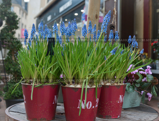 Muscari armeniacum flowers. Стоковое фото, фотограф Irina Kuchugurina/Gaudy / Фотобанк Лори