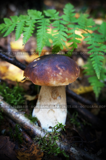 Mushrooms in summer forest. Стоковое фото, фотограф ElenArt / Фотобанк Лори