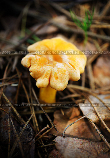 Mushrooms in summer forest. Стоковое фото, фотограф ElenArt / Фотобанк Лори
