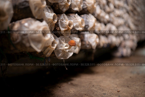 Mushrooms in the mushroom house fully grown and ready to be harvested for consumption. Стоковое фото, агентство Ingram Publishing / Фотобанк Лори