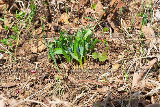 Мускари (лат. Muscari), Гадючий лук, или Мышиный гиацинт, неприхотливое многолетнее луковичное растение, цветёт ранней весной, Волгоградская область, Россия. Стоковое фото, фотограф Андрей Цыганков / Фотобанк Лори