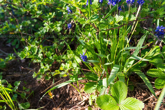 Мускари (лат. Muscari), Гадючий лук, или Мышиный гиацинт, неприхотливое многолетнее луковичное растение, цветёт ранней весной, Волгоградская область, Россия. Стоковое фото, фотограф Андрей Цыганков / Фотобанк Лори