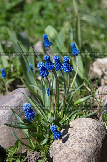 Мускари широколистный (лат. Мuscari latifolium Kirk) цветет на клумбе весной. Стоковое фото, фотограф Елена Коромыслова / Фотобанк Лори