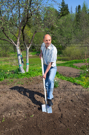 Мужчина вскапывает грядку на дачном участке. Стоковое фото, фотограф Елена Коромыслова / Фотобанк Лори