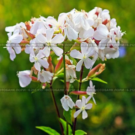 Мыльнянка лекарственная (Saponаria officinаlis) — травянистое растение, типовой вид рода Мыльнянка семейства Гвоздичные. Соцветие крупно. Стоковое фото, фотограф Евгений Мухортов / Фотобанк Лори