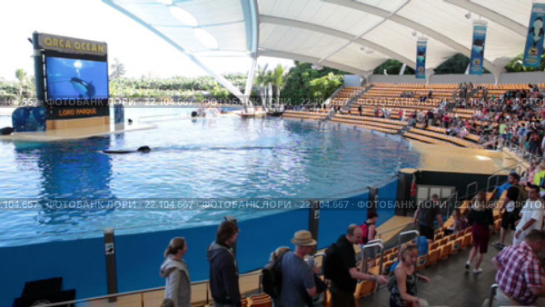 Начало представления шоу касаток (Orca show). Зрители рассаживаются на трибуны. Зоопарк Лоро (Loro Park). Пуэрто де ла Круз (Puerto de la Cruz), Тенерифе, Канарские острова, Испания (2016 год). Редакционное видео, видеограф Кекяляйнен Андрей / Фотобанк Лори