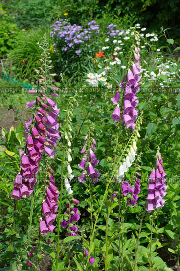 Наперстянка (лат. Digitalis purpurea) в саду. Стоковое фото, фотограф Елена Коромыслова / Фотобанк Лори