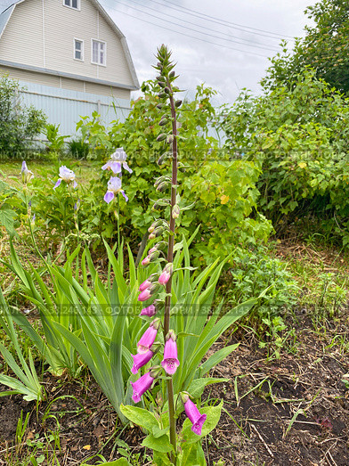 Наперстянка пурпурная (Digitalis purpurea) растет на приусадебном участке. Стоковое фото, фотограф Мария Кылосова / Фотобанк Лори