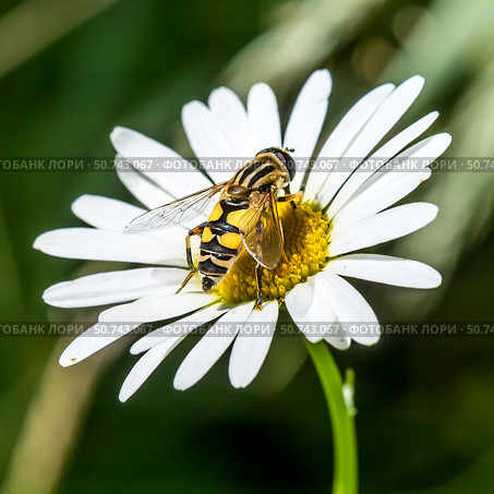 Насекомое Ильница пижамная (Helophilus pendulus) на цветке Нивяника обыкновенного (Leucanthemum vulgare) Стоковое фото, фотограф Евгений Мухортов / Фотобанк Лори