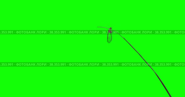 Насекомое златоглазка. Стоковое видео, видеограф Bilialov Eldar / Фотобанк Лори
