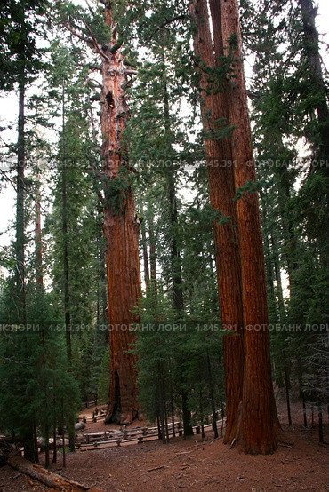 Национальный парк "Секвойя". Калифорния. США. Sequoia National Park (2013 год). Стоковое фото, фотограф Klarissan / Фотобанк Лори