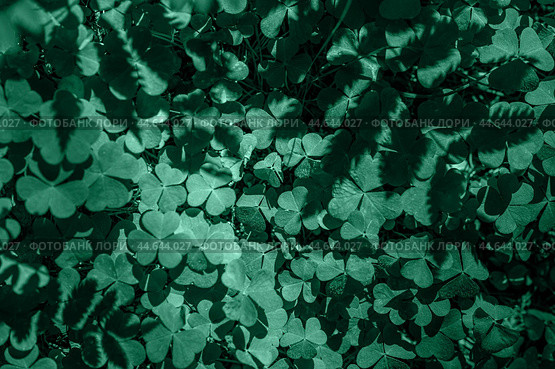 Natural cosmetics background. Shamrock Clover Natural dark Background. Plant and herb texture. Leafs green young fresh oxalis, shamrock, trefoil close-up. Green clover leaves for natural cosmetics. Стоковое фото, фотограф Павел Муравьев / Фотобанк Лори