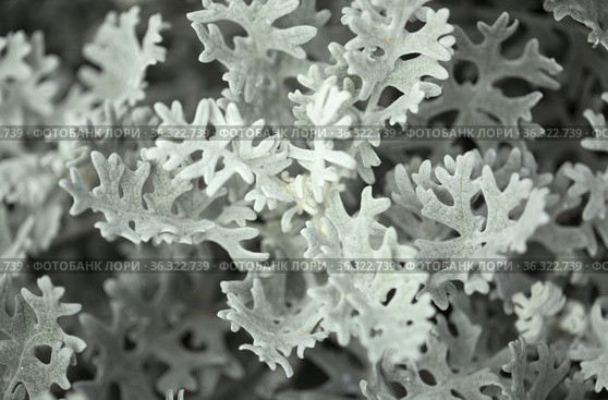 natural macro floral background with silver leaves of Jacobaea maritima, commonly known as silver ragwort. Стоковое фото, фотограф Tamara Kulikova / Фотобанк Лори
