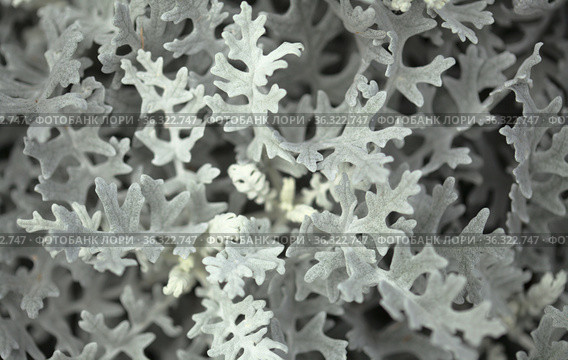 natural macro floral background with silver leaves of Jacobaea maritima, commonly known as silver ragwort. Стоковое фото, фотограф Tamara Kulikova / Фотобанк Лори