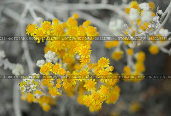 natural macro floral background with silver leaves of Jacobaea maritima, commonly known as silver ragwort. Стоковое фото, фотограф Tamara Kulikova / Фотобанк Лори