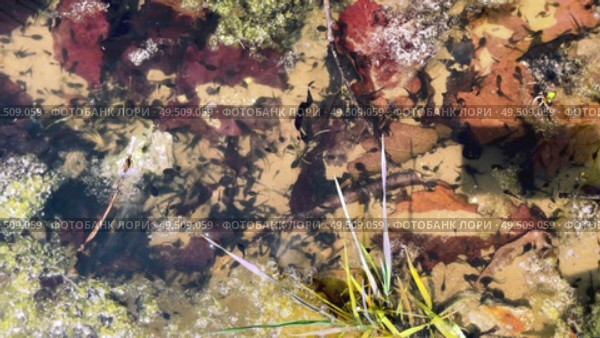 Natural shallow relief with an abundance of large black tadpoles. Стоковое видео, видеограф Кирилл Зотов / Фотобанк Лори