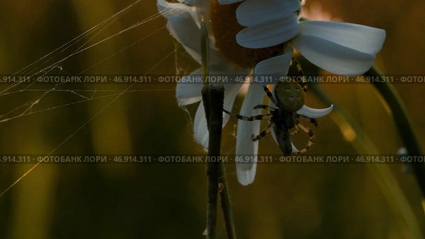 Nature in macro photography.Creative.A small daisy on which a small centipede is hanging and sticks next to it. Стоковое фото, фотограф David Kashakhi / Фотобанк Лори
