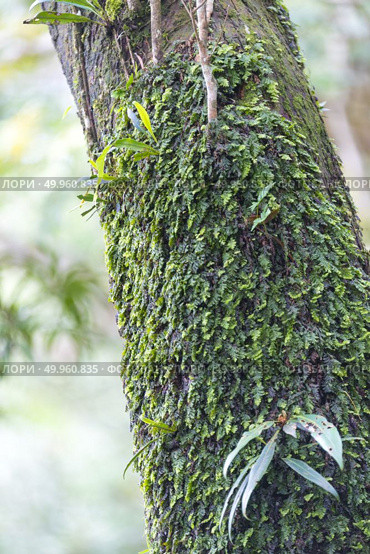 Nature view of Khao Yai National Park, Thailand. Стоковое фото, агентство Ingram Publishing / Фотобанк Лори
