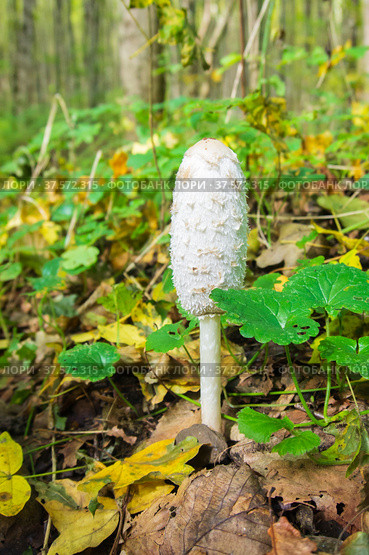 Навозник белый (Coprinus comatus) Стоковое фото, фотограф Алексей Букреев / Фотобанк Лори