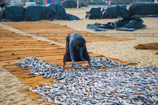 NEBOMBO, SRI LANKA - FEBRUARY 03, 2020: A woman lays fish on the mats for drying. Стоковое фото, фотограф Виктор Карасев / Фотобанк Лори