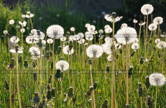 Немного размытый фон газон луг из одуванчиков на закате a bit blurred lawn meadow of dandelions in  illumination. Стоковое фото, фотограф burnet / Фотобанк Лори