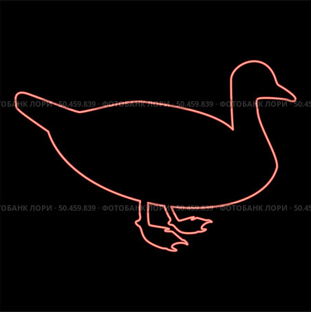 Neon duck Male mallard Bird Waterbird Waterfowl Poultry Fowl Canard red color vector illustration image flat style light. Neon duck Male mallard Bird Waterbird Waterfowl Poultry Fowl Canard red color vector illustration image flat style. Стоковая иллюстрация, агентство Ingram Publishing / Фотобанк Лори
