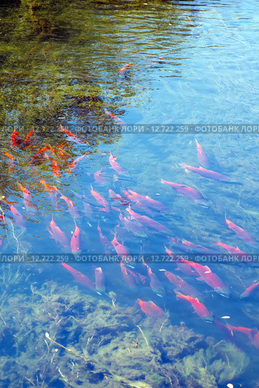 Нерка - кокани (Kokanee, Oncorhynchus nerka) идет на нерест (2015 год). Стоковое фото, фотограф Ирина Кожемякина / Фотобанк Лори