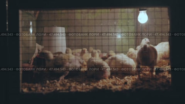 Newborn yellow chicks cuddling closely, nestling under warming lamp inside protective brooder, displaying soft downy feathers during nighttime hours. Стоковое видео, видеограф Mikhail Davidovich / Фотобанк Лори