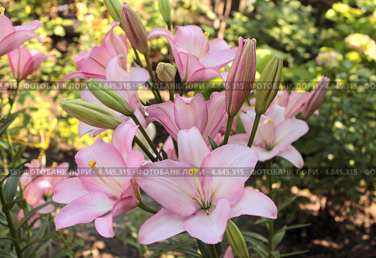 Нежно-розовые лилии Алгарве (Lilium Algarve) распустились в саду. Стоковое фото, фотограф Ирина Водяник / Фотобанк Лори