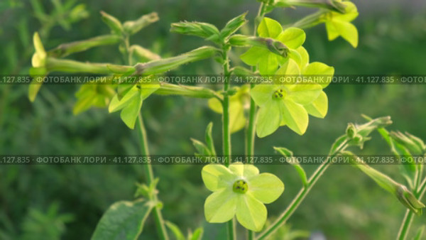 Nicotiana sanderae Lime Flower growing in the Garden. Fragrant Nicotiana alata Blooming. Jasmine, sweet, winged tobacco, tanbaku Persian Blossoming. Limelight color. Nicotiana tabacum green flowers. Стоковое видео, видеограф Марина Демидюк / Фотобанк Лори