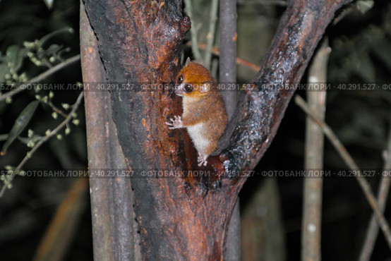 Night Portrait of the brown mouse lemur Microcebus rufus aka eastern rufous or russet in Ranomafana, Fianarantsoa, madagascar. Стоковое фото, фотограф Сергей Майоров / Фотобанк Лори