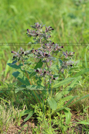 Нонея русская (Монашка русская). Nonea rossica Steven (семейство Boraginaceae) Стоковое фото, фотограф Григорий Писоцкий / Фотобанк Лори