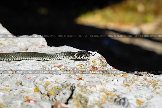 Not a poisonous snake. Стоковое фото, фотограф Артем Лукин / Фотобанк Лори