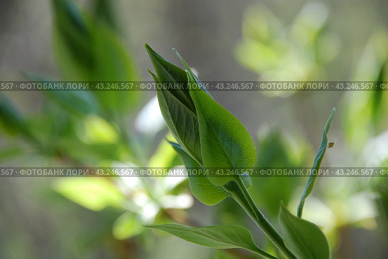 Not yet blossomed leaves on a lilac branch. Стоковое фото, фотограф Andrew_Swarga / Фотобанк Лори