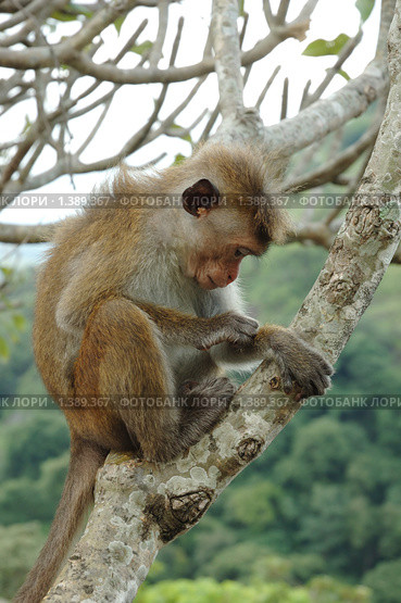 Обезьяна - боннет или индийский макак (Macaca radiata) Стоковое фото, фотограф крижевская юлия валерьевна / Фотобанк Лори