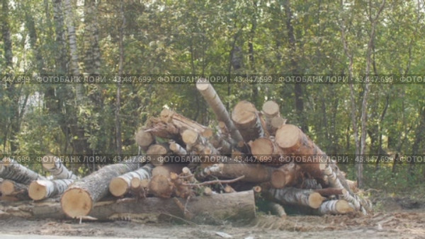 Обочина дороги, распиленное дерево, пни, полена  roadside, sawn tree, stumps, logs. Стоковое видео, видеограф Опока Алексей / Фотобанк Лори